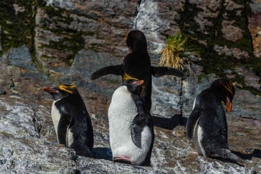 Pingüino Macaroni - islas Georgias del Sur 17.jpg